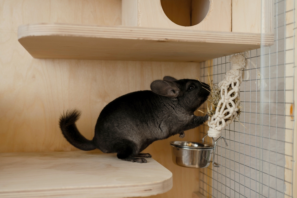 chinchilla toy