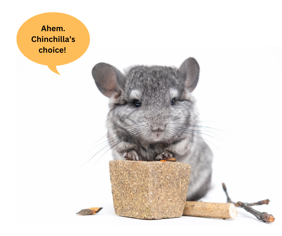 can chinchillas be potty trained