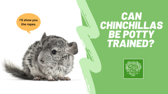 Can chinchillas be potty trained