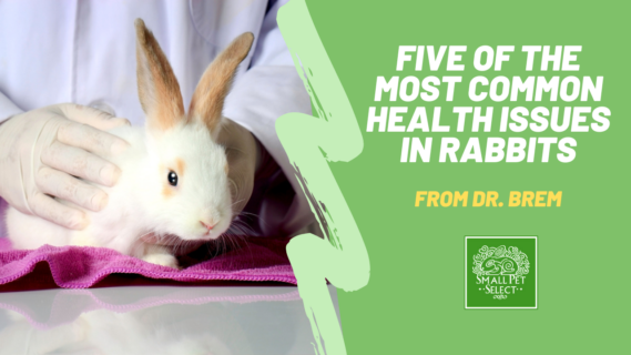 health issues in rabbits