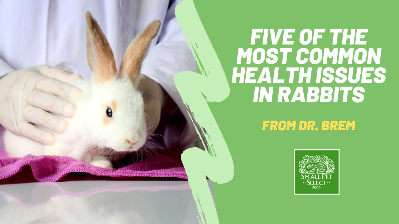 Five Of The Most Common Health Issues in Rabbits | Small Pet Select ...