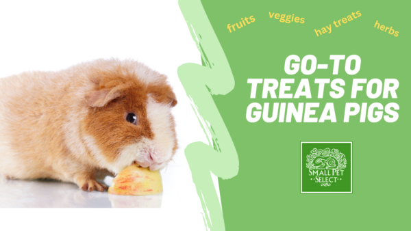 treats for guinea pigs