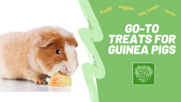 Picture of Guinea Pig Snack Time: 5 Easy, Go-To Treats For Guinea Pigs | Small Pet ...