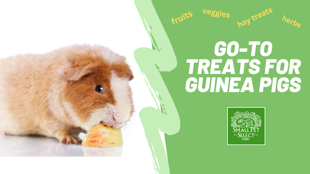 Guinea Pig Snack Time: 5 Easy, Go-To Treats For Guinea Pigs | Small Pet ...