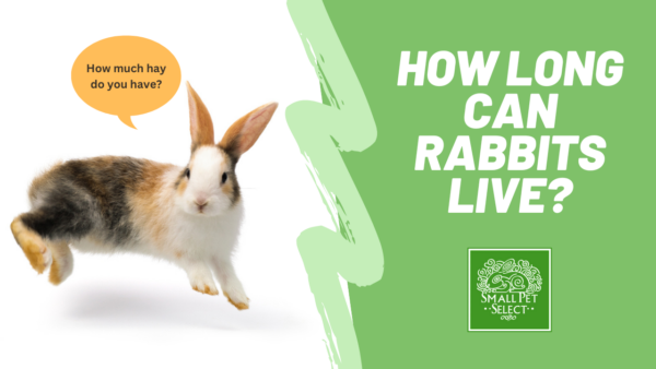 how long can rabbits live