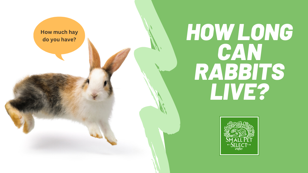 How Long Can Rabbits Live? Small Pet Select Blogs Small Pet Select