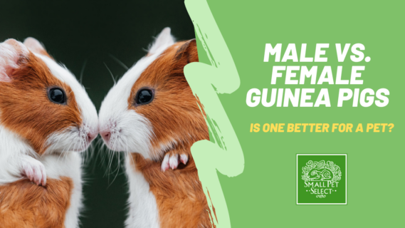 male vs female guinea pigs