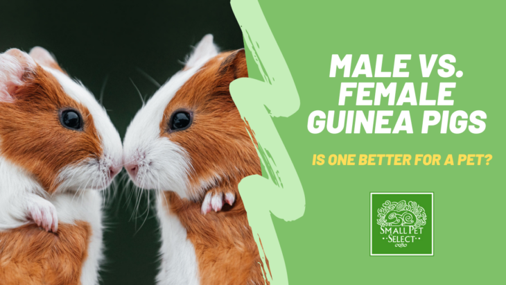 Male Vs. Female Guinea Pigs: Everything You Need To Know | Small Pet ...