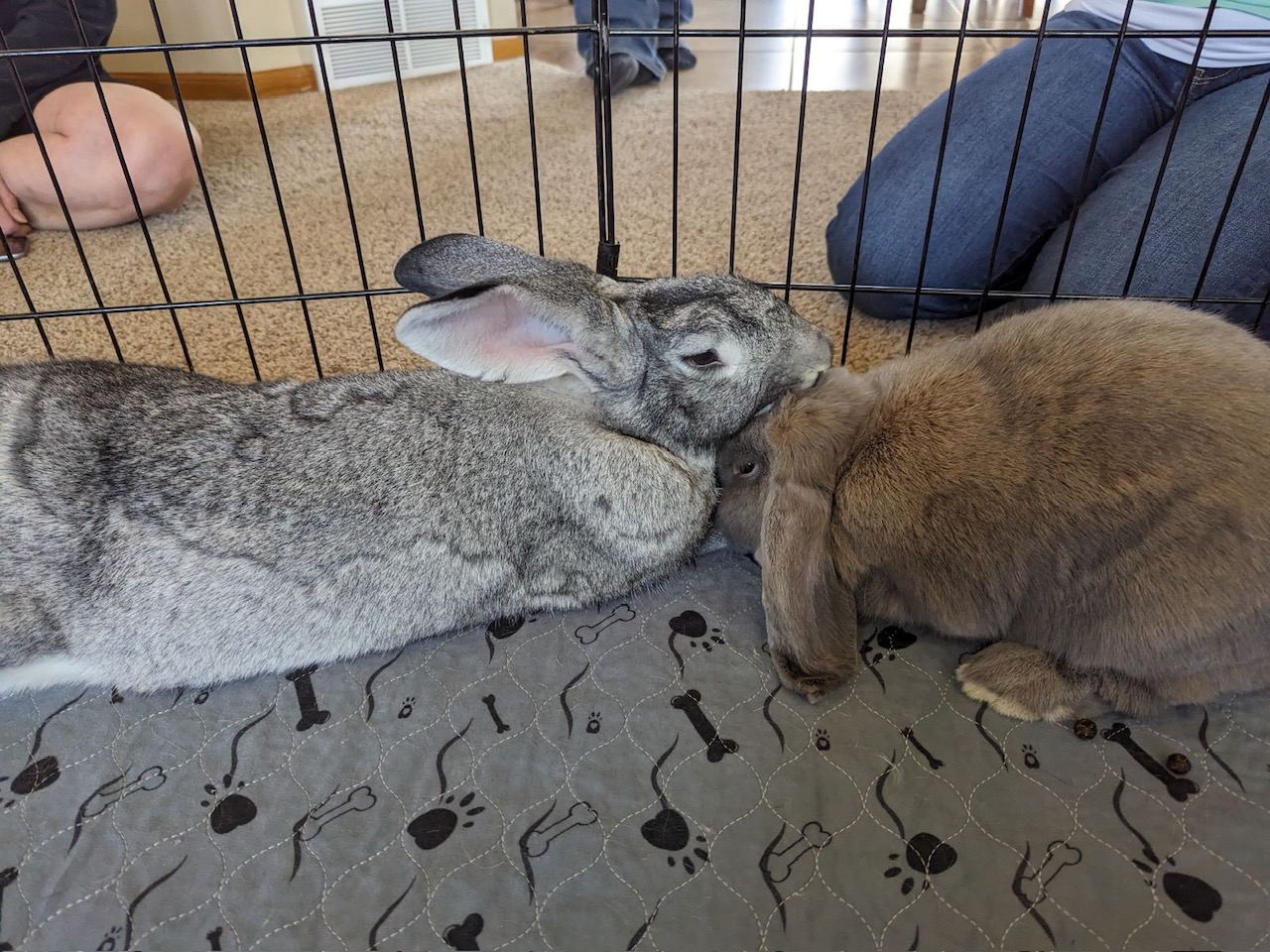 how to bond rabbits