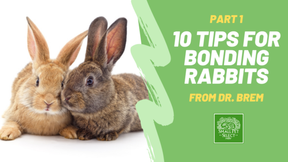 how to bond rabbits