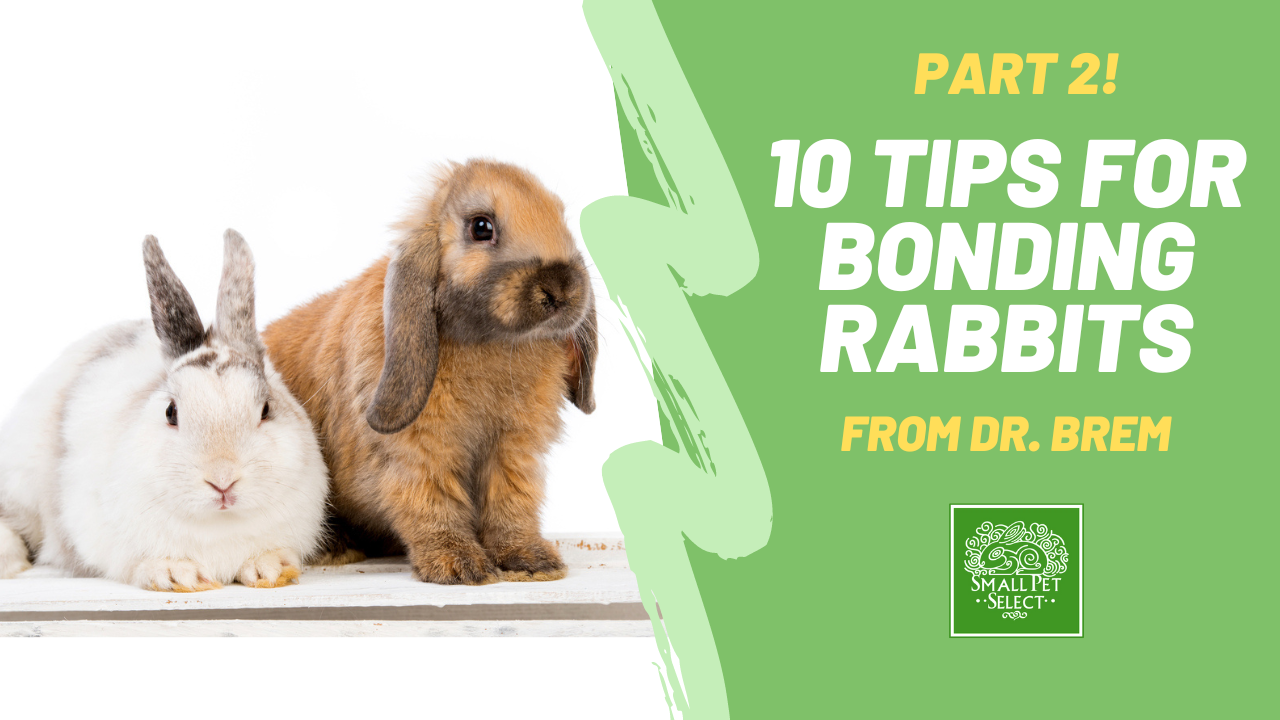 10 Tips For Rabbit Bonding from Dr. Brem, Part 2 | Small Pet Select ...