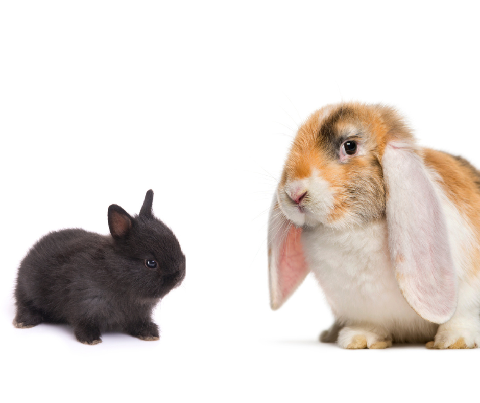 how long can rabbits live?