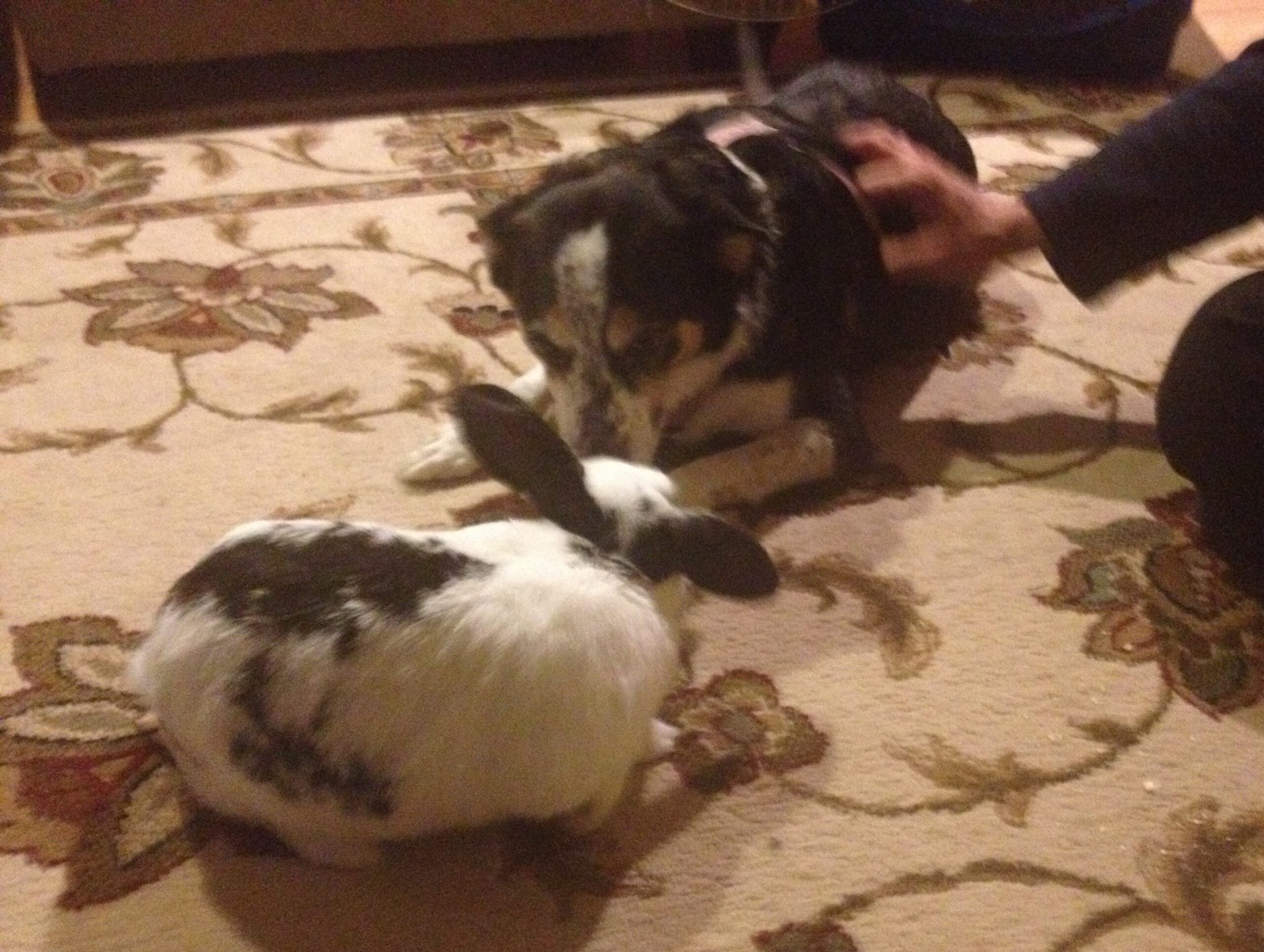 bonding rabbits with dogs 