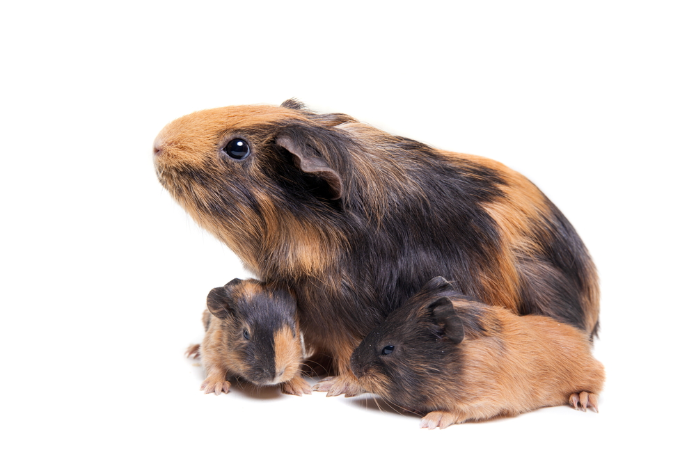 alfalfa hay for baby guinea pigs