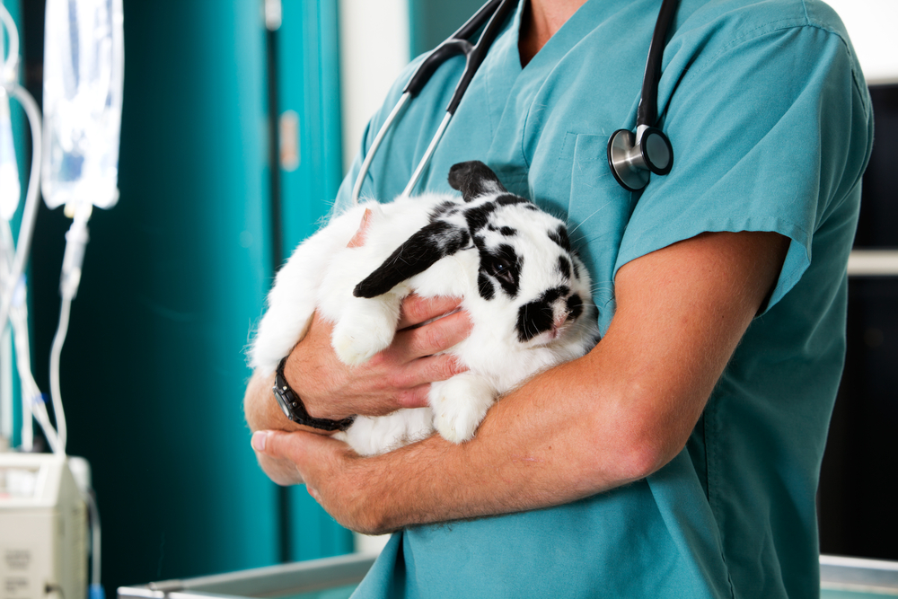health issues in rabbits