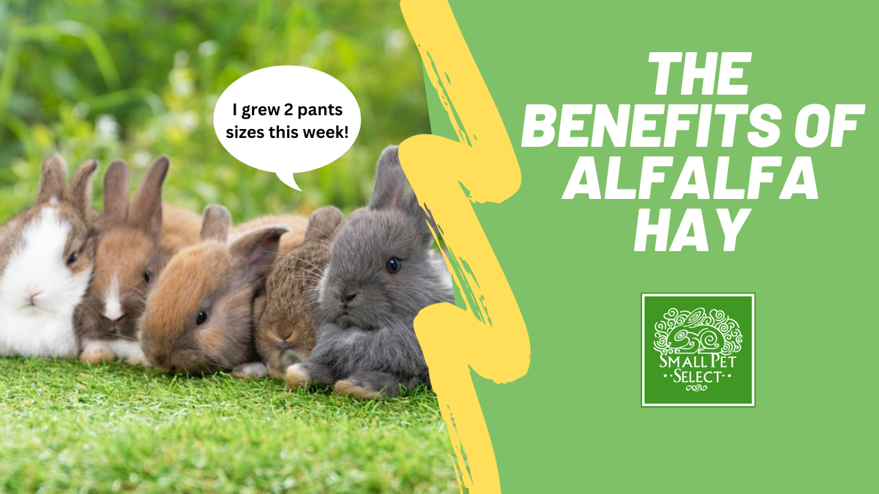 What are the Benefits of Alfalfa Hay for Small Pets? Small Pet Select