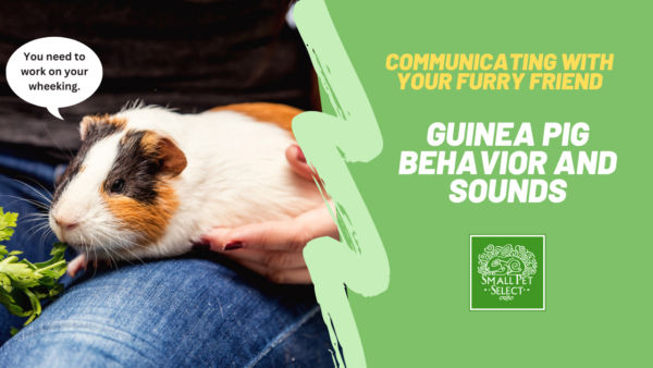 guinea pig behavior