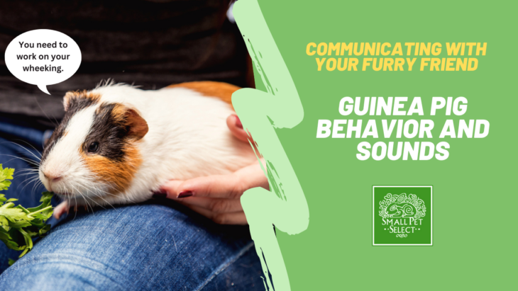 Guinea Pig Behavior Explained: Communicating With Your Furry Friend 