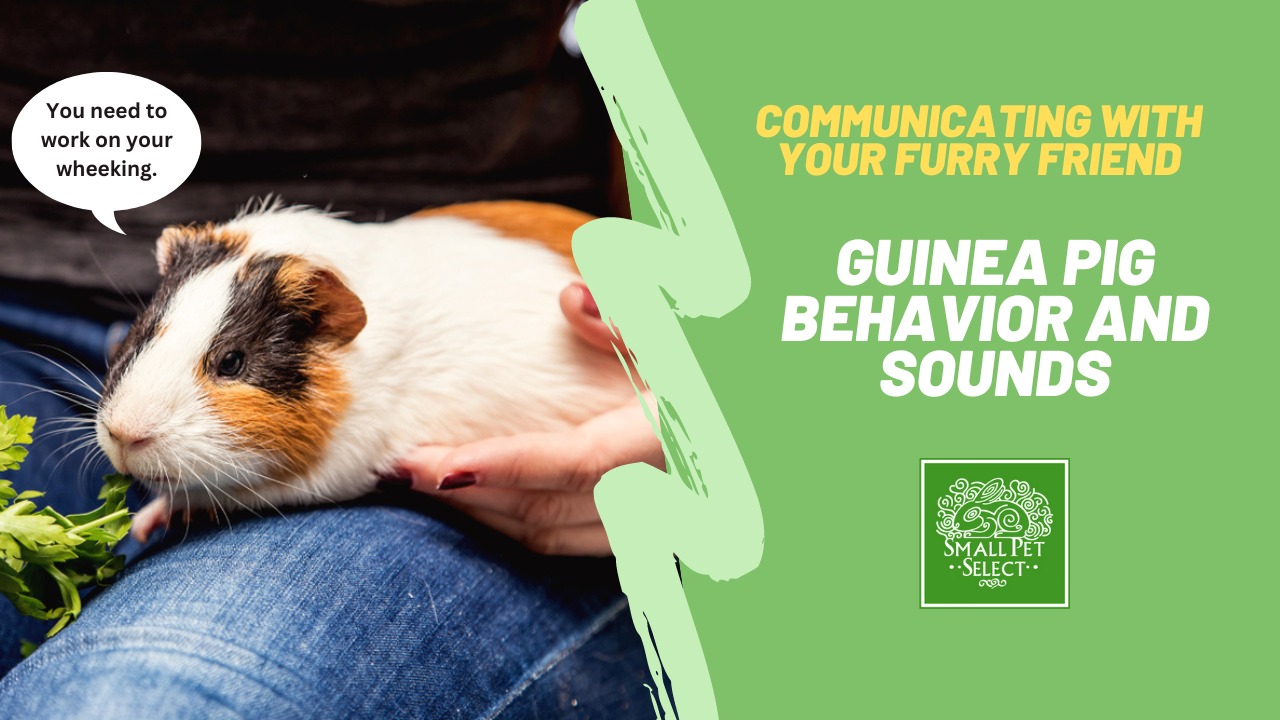 Guinea Pig Behavior Explained: Communicating With Your Furry Friend ...