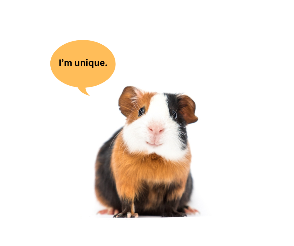 guinea pig behavior