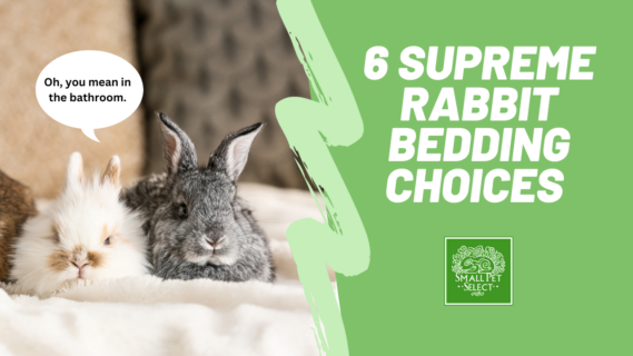 rabbit bedding