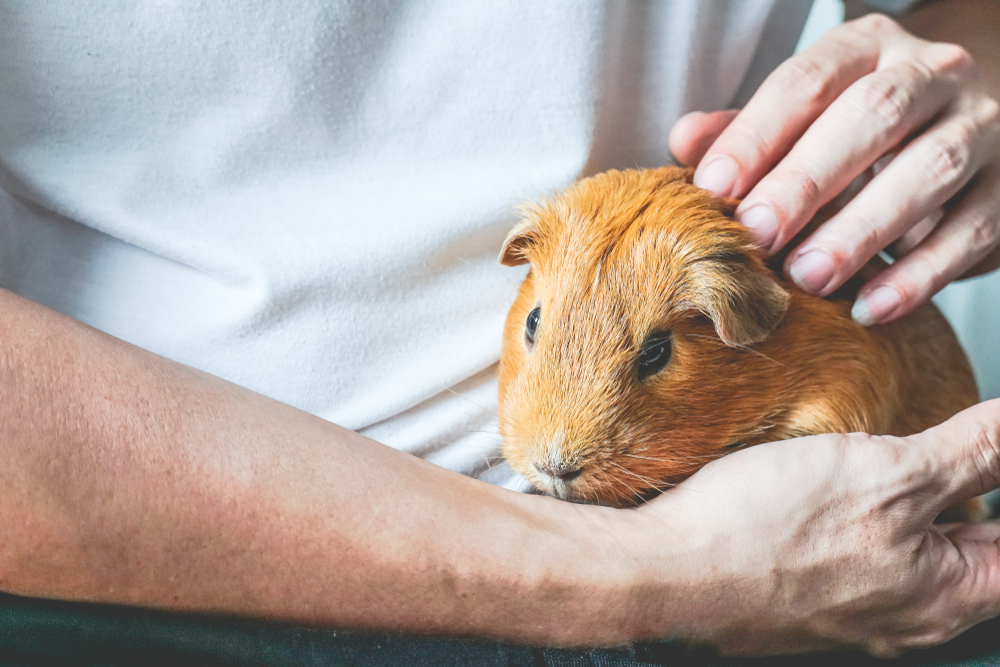 guinea pig bonding