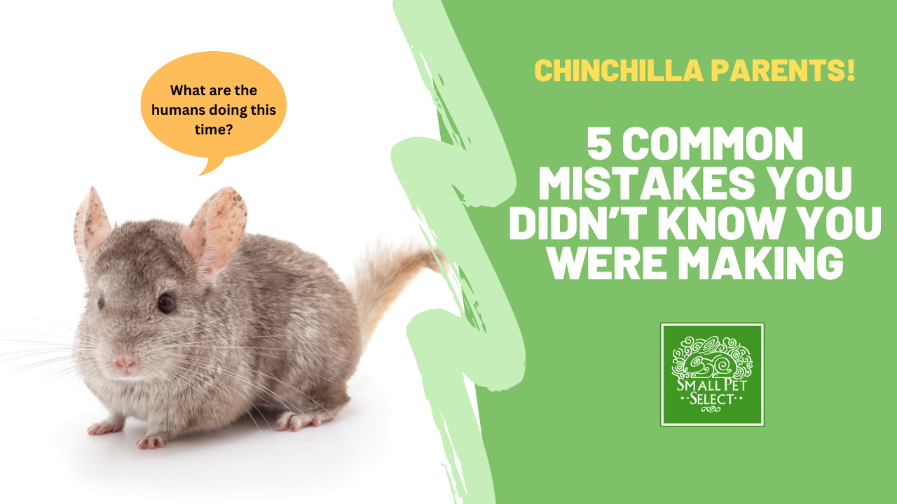 Chinchilla Parent? 5 Common Mistakes You Didn’t Know You Were Making