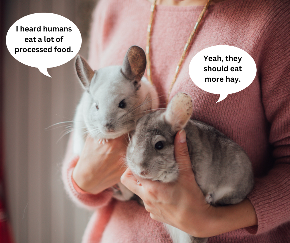 chinchilla diet