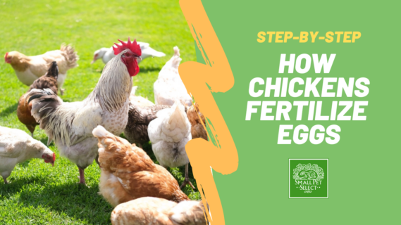 how eggs are fertilized by chickens