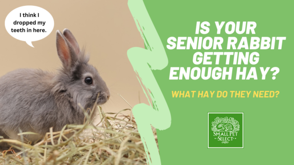 senior rabbit