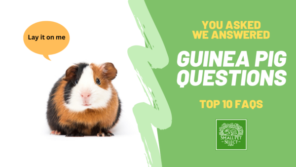 guinea pig questions