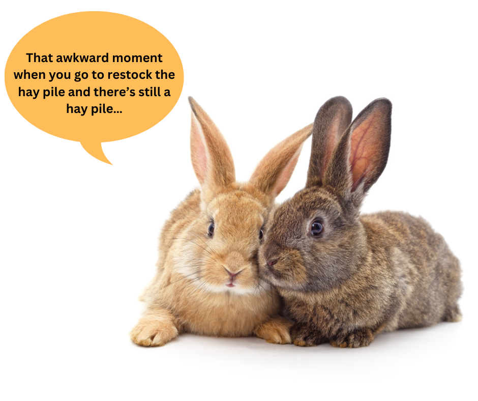Still Going Rabbit Is Your Senior Rabbit Eating The Right Hay? Find out Now! | Small Pet ...