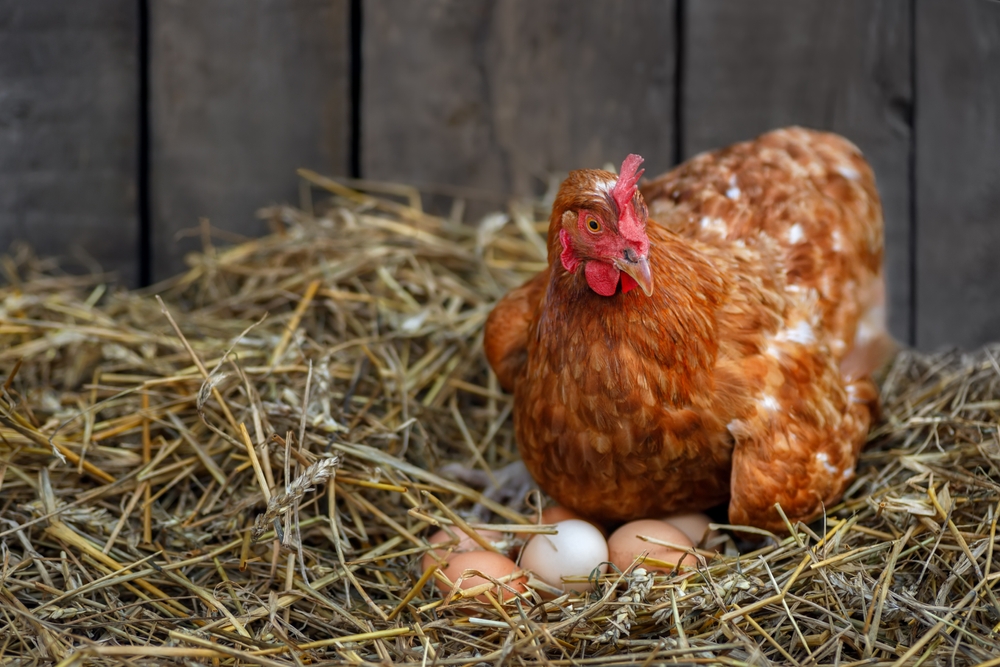 hen incubating eggs