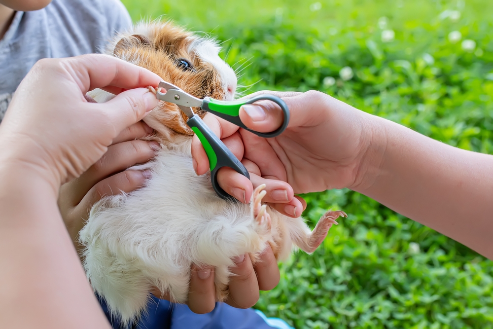 guinea pig questions