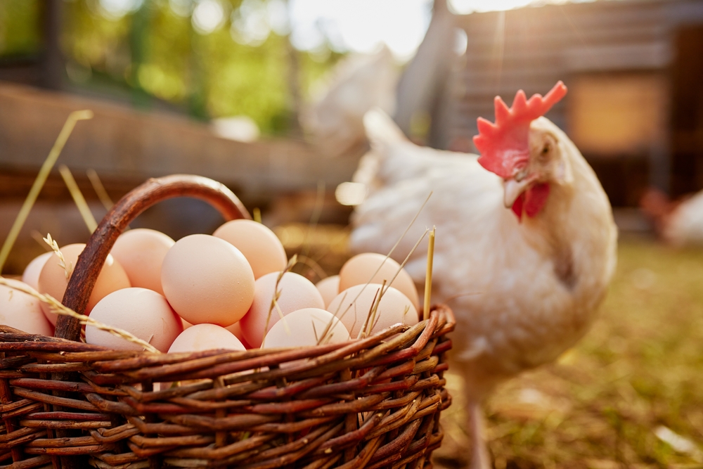 how chickens fertilize eggs