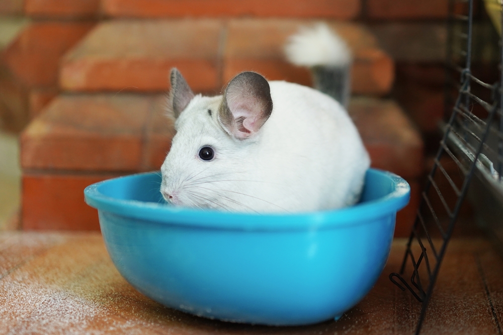 chinchilla dust bath