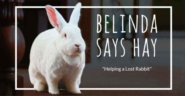 Belinda Says Hay spokesrabbit blog, "Helping a Lost Rabbit" Sept 8, 2024