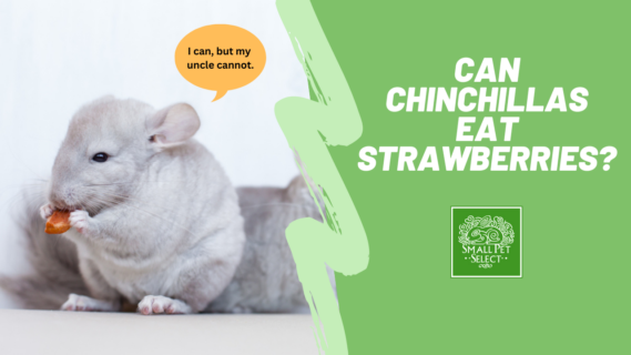 can chinchillas be strawberries