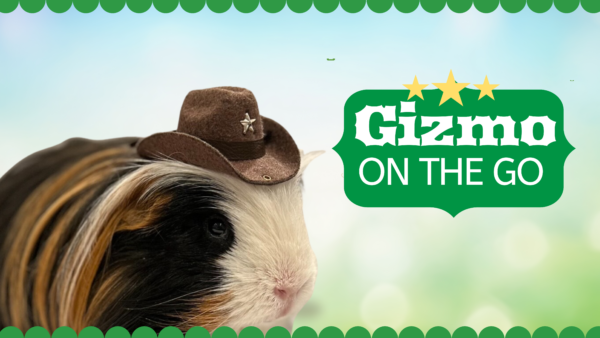 gizmo the guinea pig