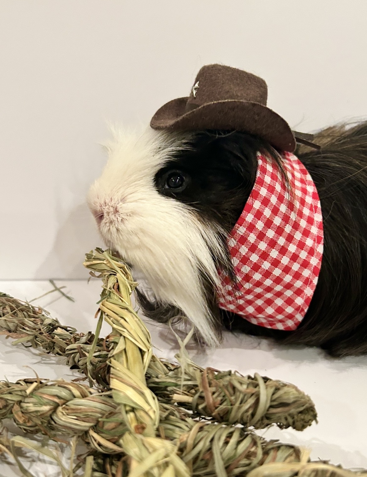 guinea pig with treat