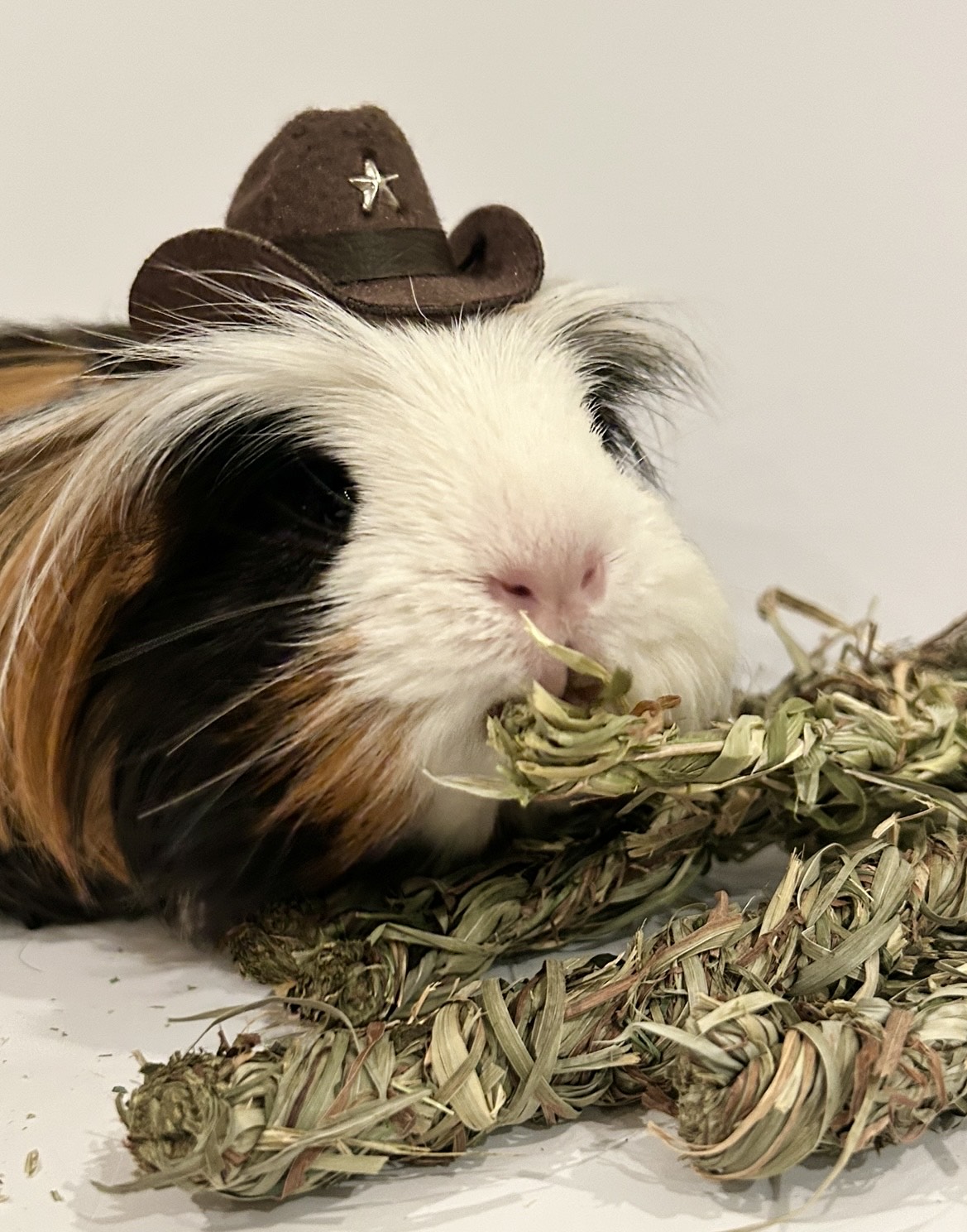 guinea pig