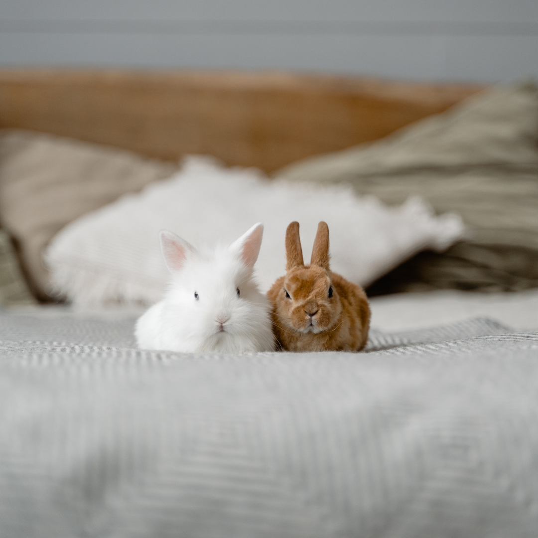 free-roaming rabbits