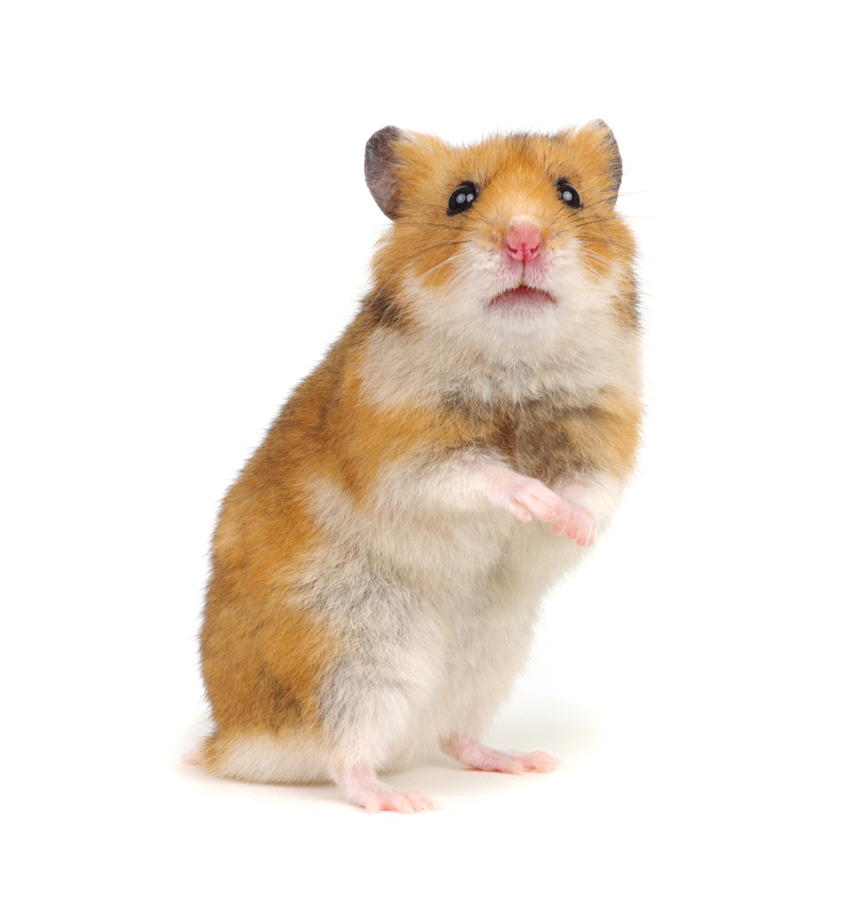 hamster FAQs