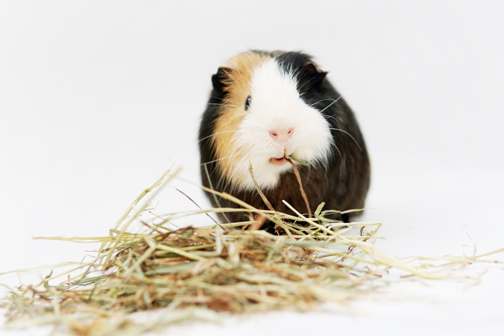 guinea pig diet