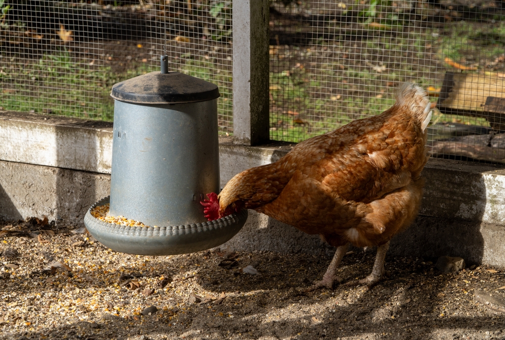 backyard chickens