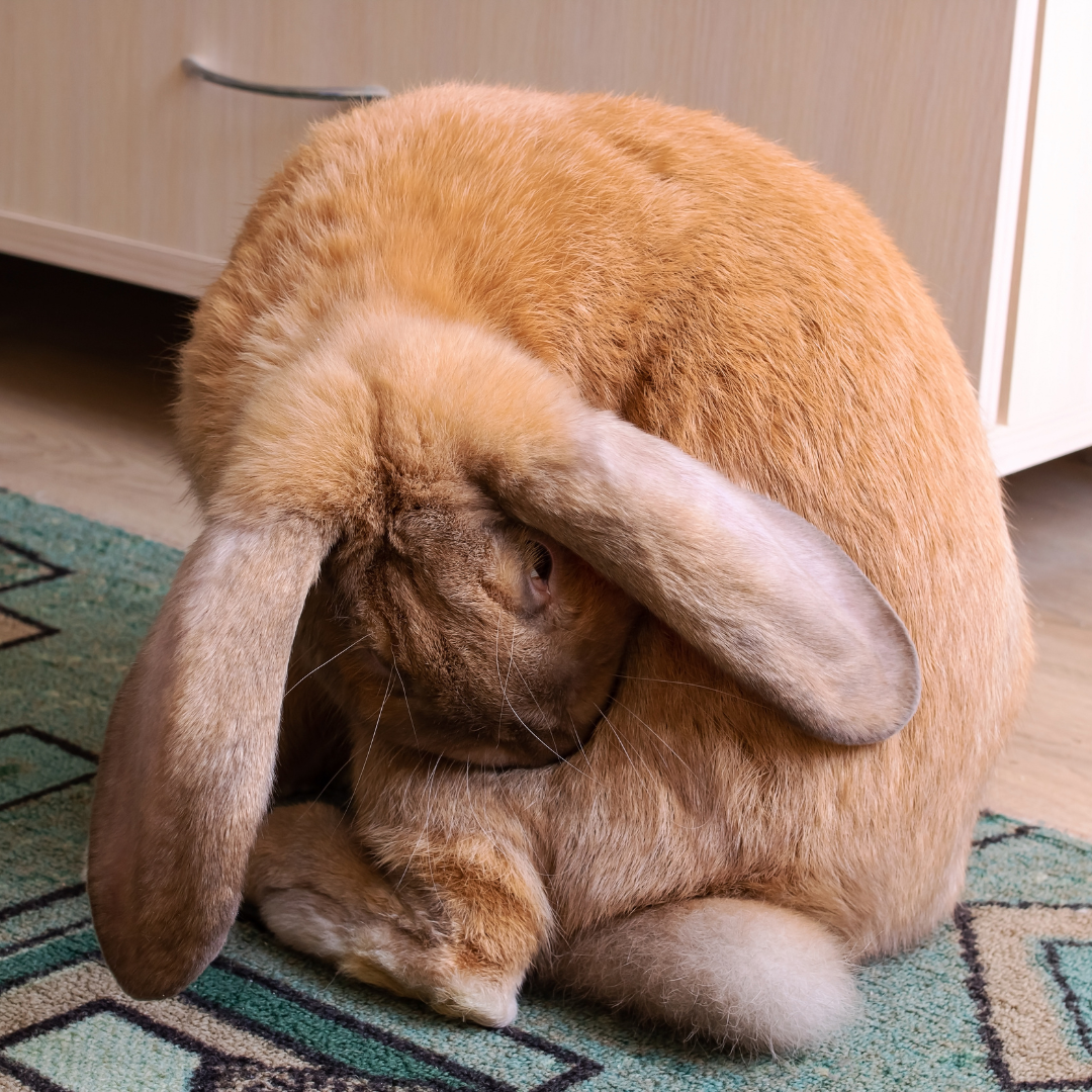 rabbit grooming