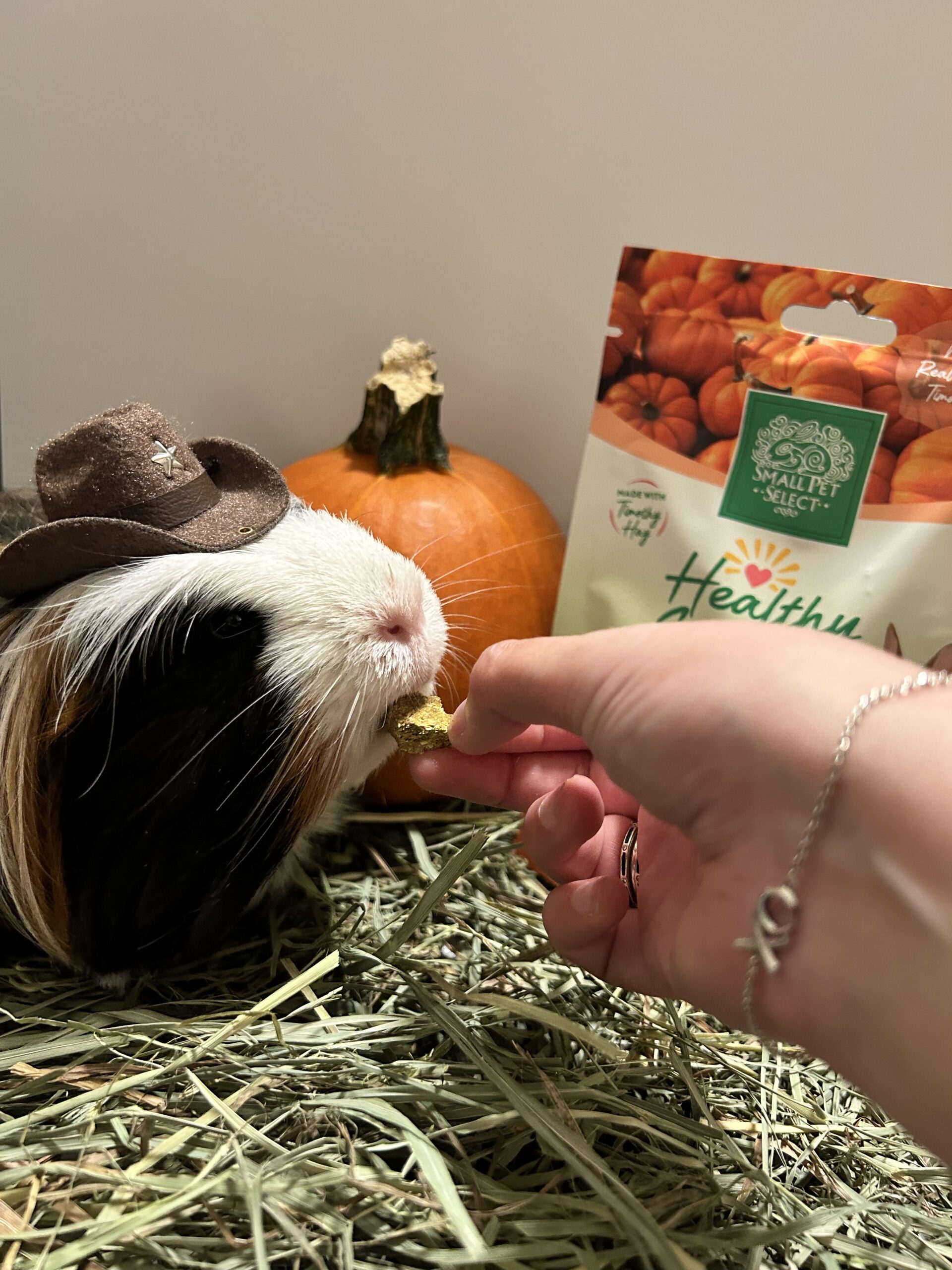 guinea pig pumpkin treat