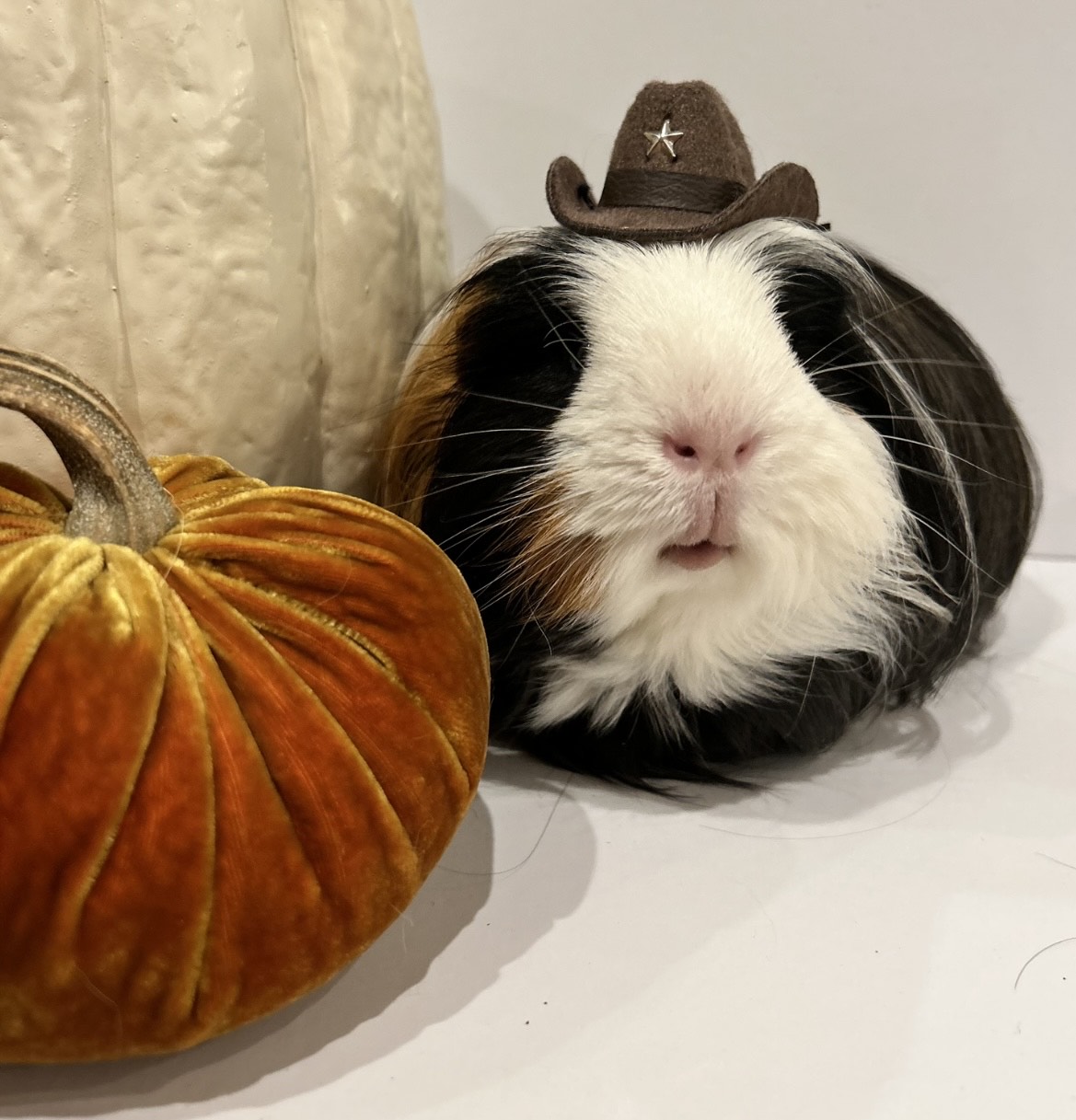 guinea pig with pumpkin