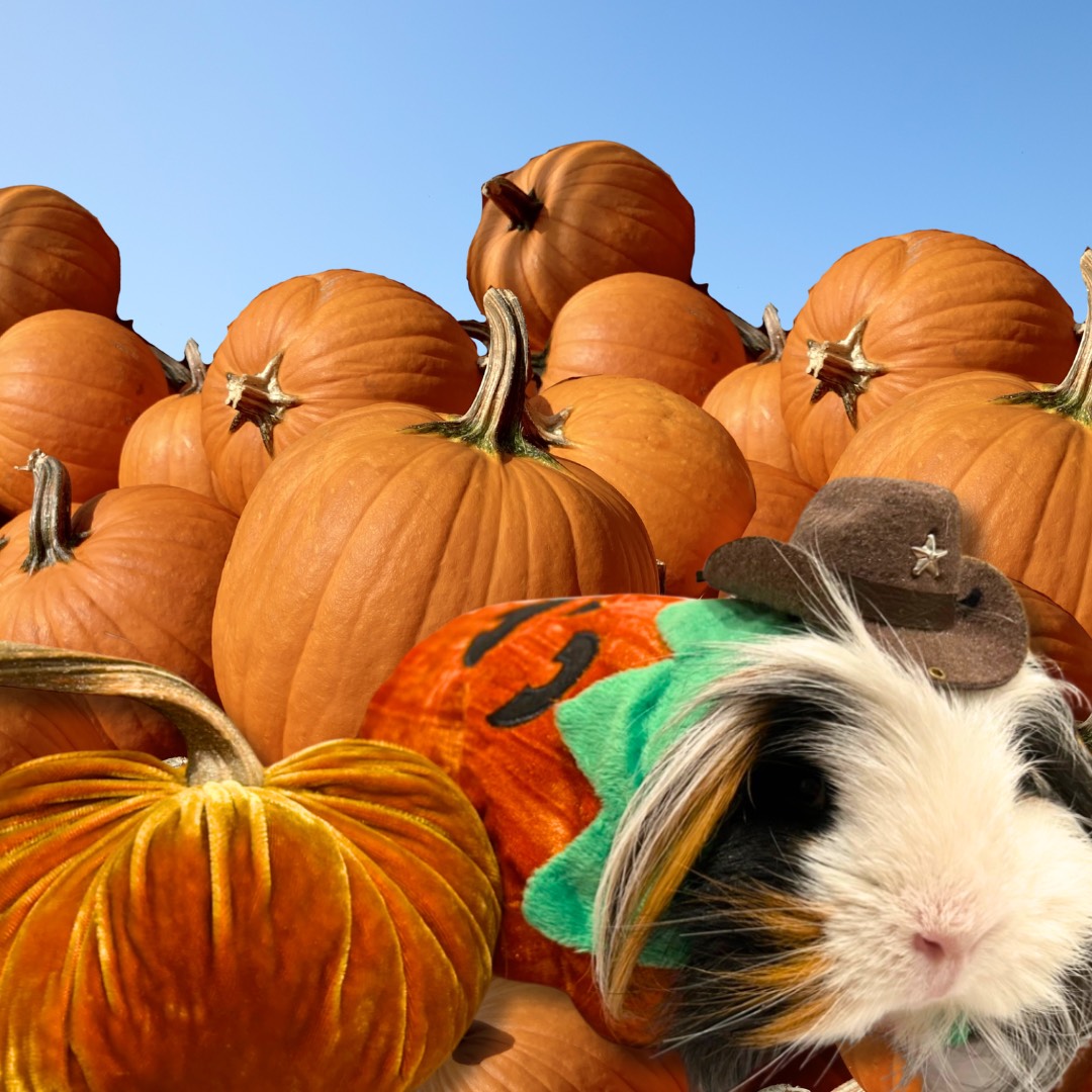 pumpkin patch guinea pig