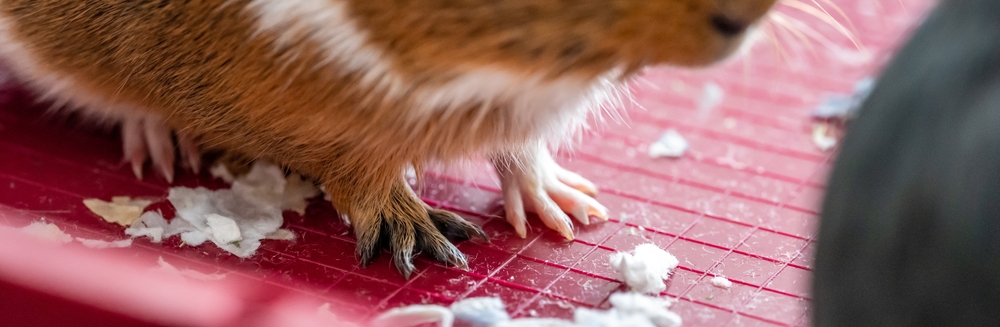 bumblefoot in guinea pigs